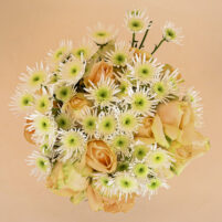 Apricot Snowburst